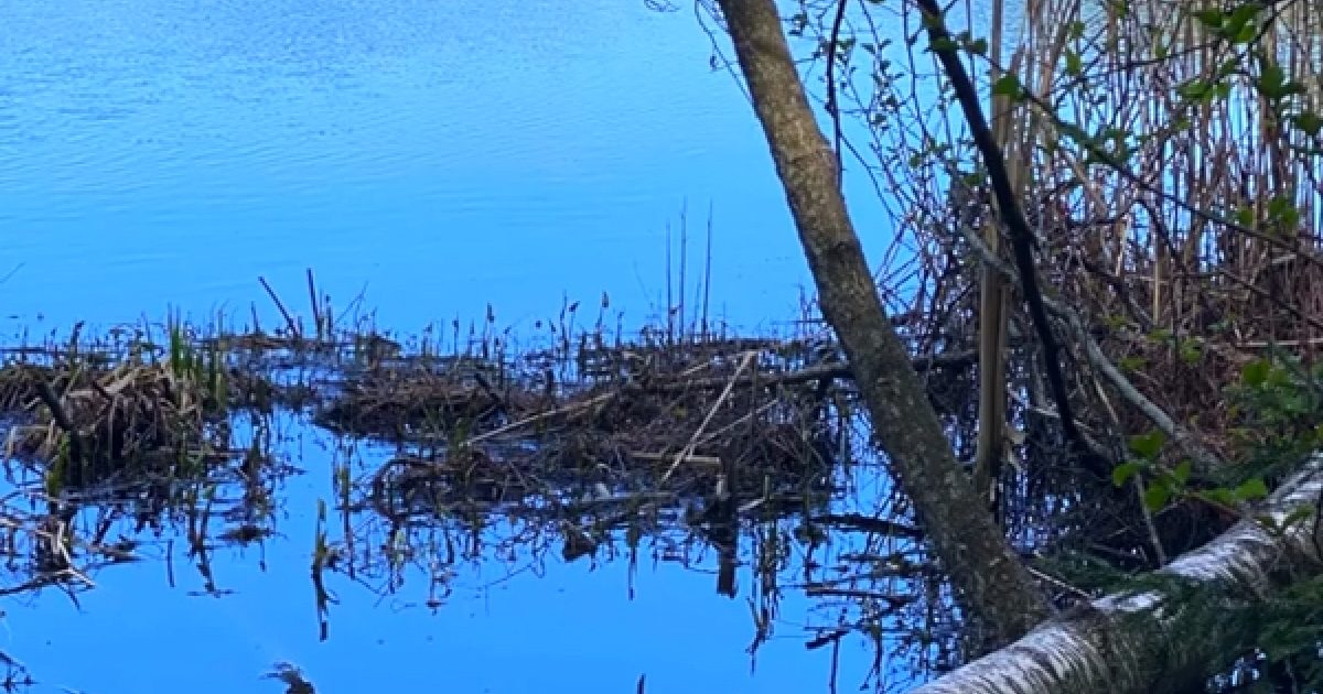 Magne shares cover of 'Troubled Times' by Fountains of Wayne aha